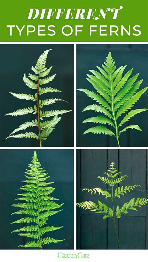 18 Different Types of Ferns (with Pictures).